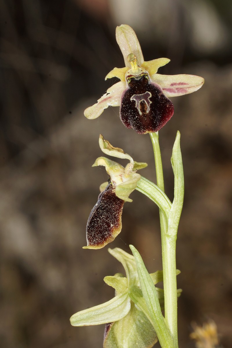 Ophrys argolica subsp. climacis photo 2
