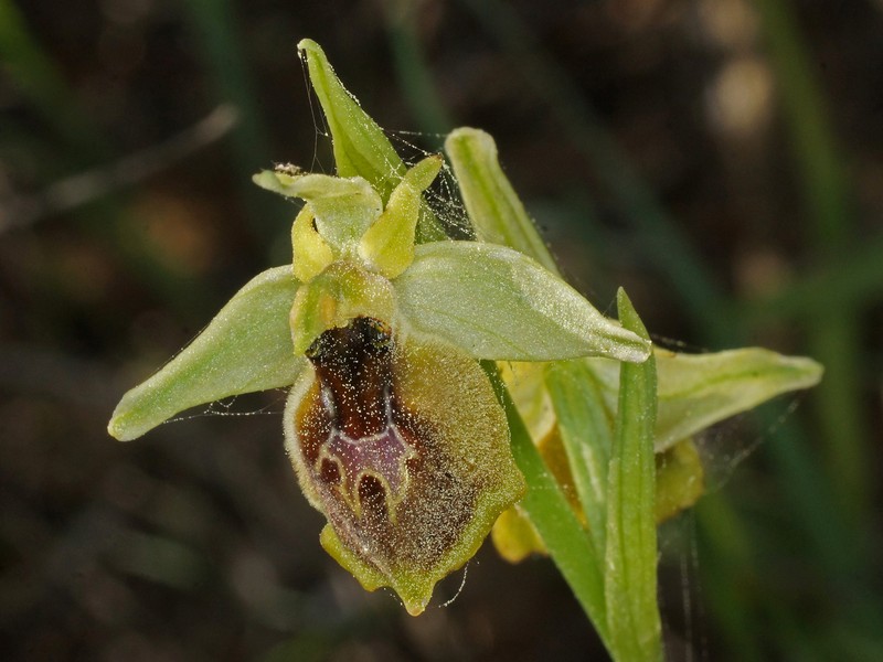 Ophrys argolica subsp. climacis photo 3