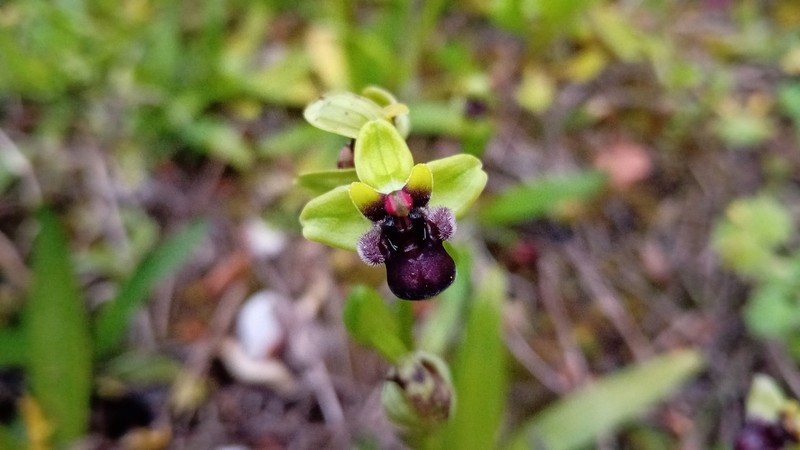 Ophrys bombyliflora var. bombyliflora