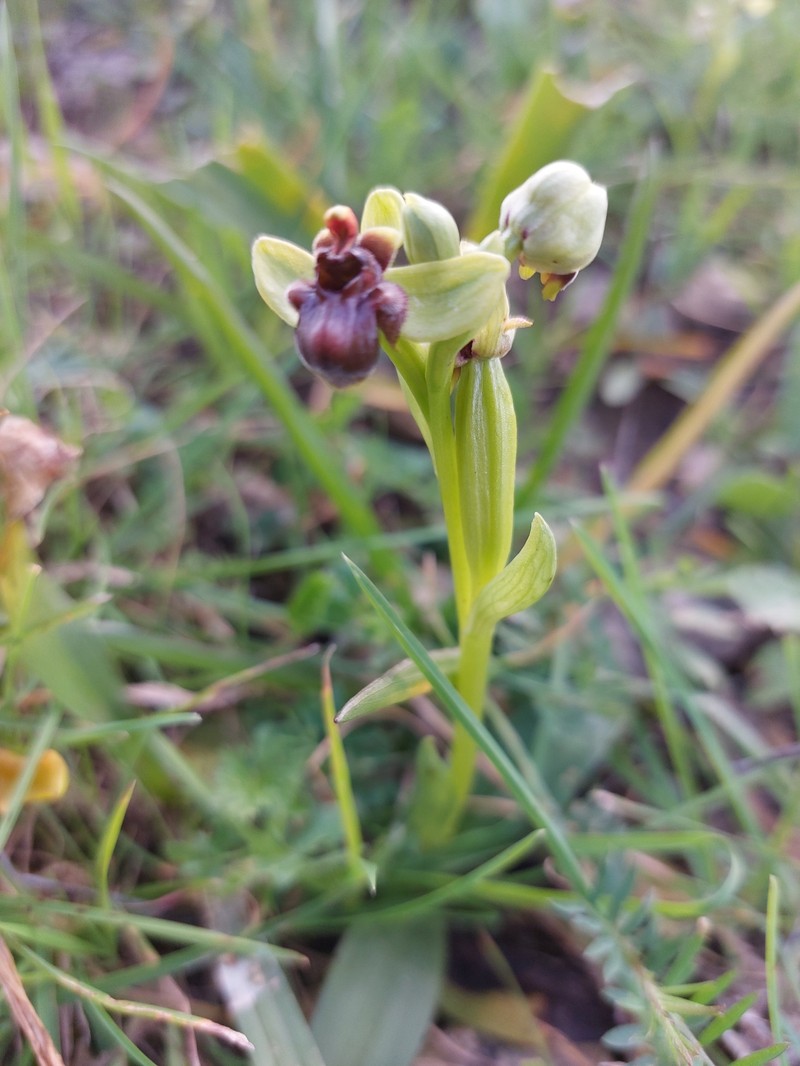 Ophrys bombyliflora var. bombyliflora photo 2