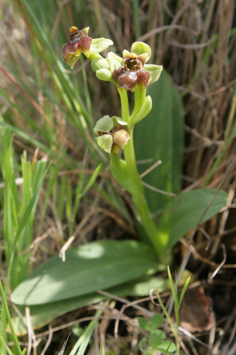 Ophrys bombyliflora var. bombyliflora photo 3