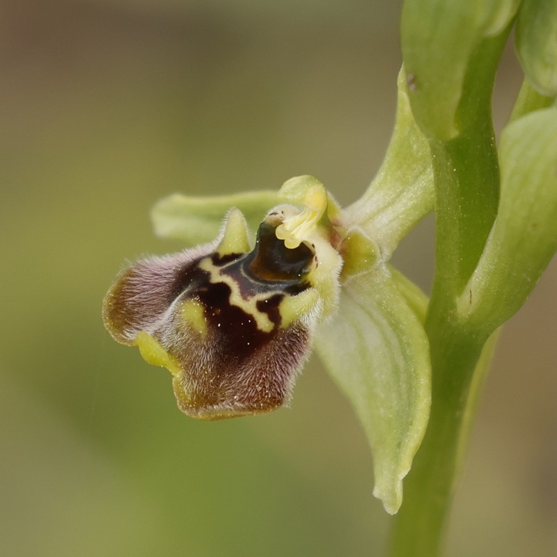Ophrys bornmuelleri subsp. bornmuelleri