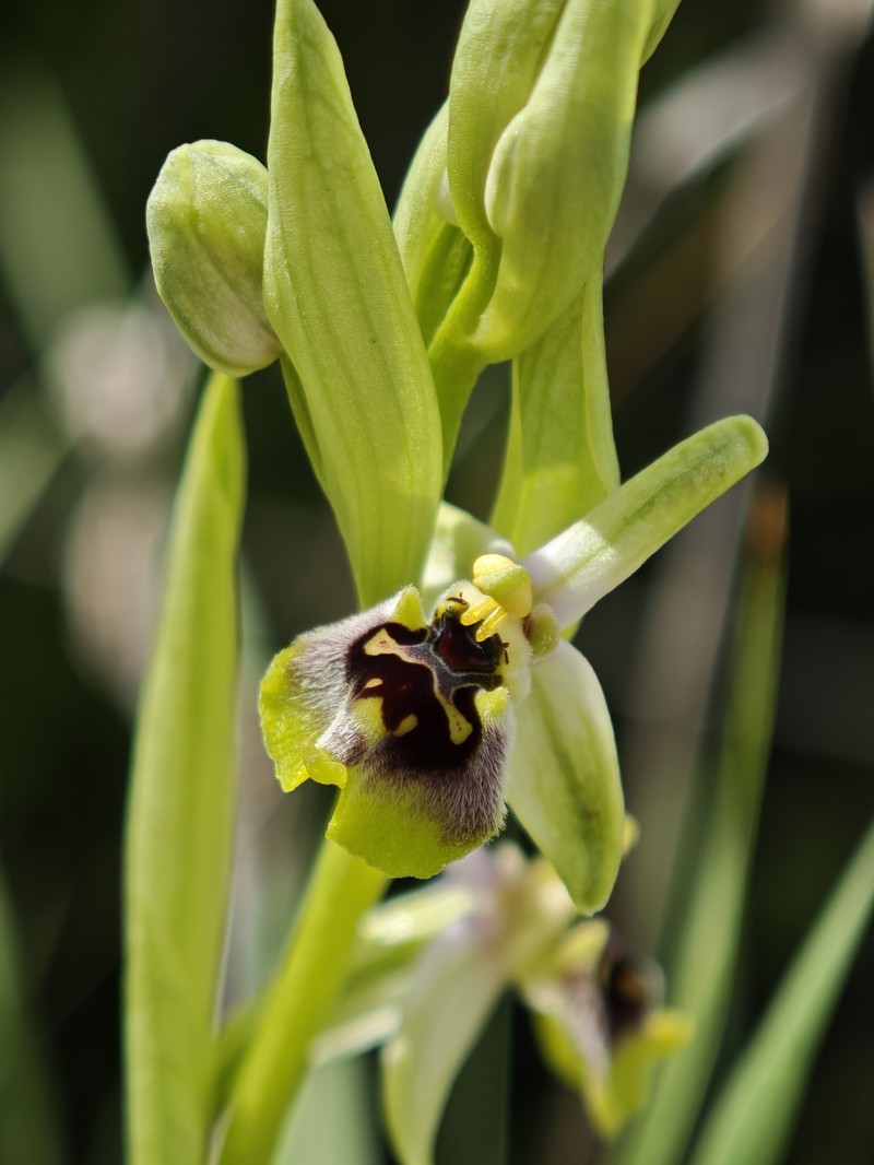 Ophrys bornmuelleri subsp. bornmuelleri photo 2