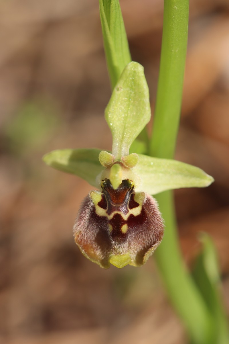 Ophrys bornmuelleri subsp. bornmuelleri photo 3