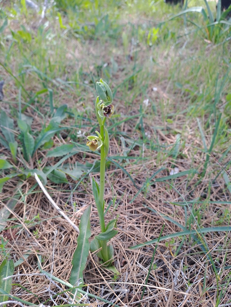 Ophrys bornmuelleri subsp. bornmuelleri photo 4