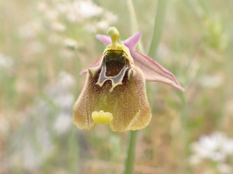 Ophrys holosericea subsp. oblita