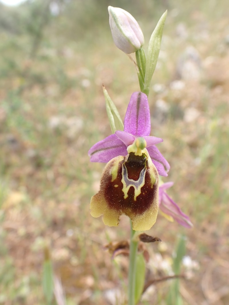Ophrys holosericea subsp. oblita photo 2