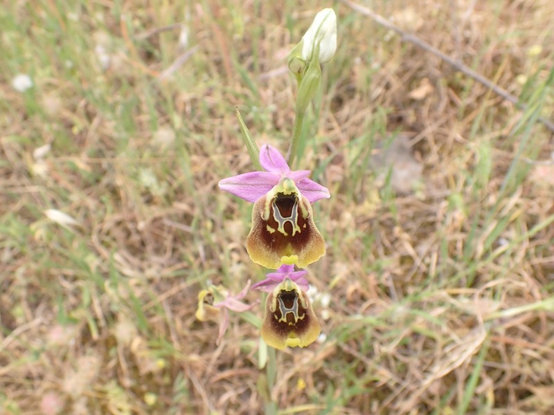 Ophrys holosericea subsp. oblita photo 3