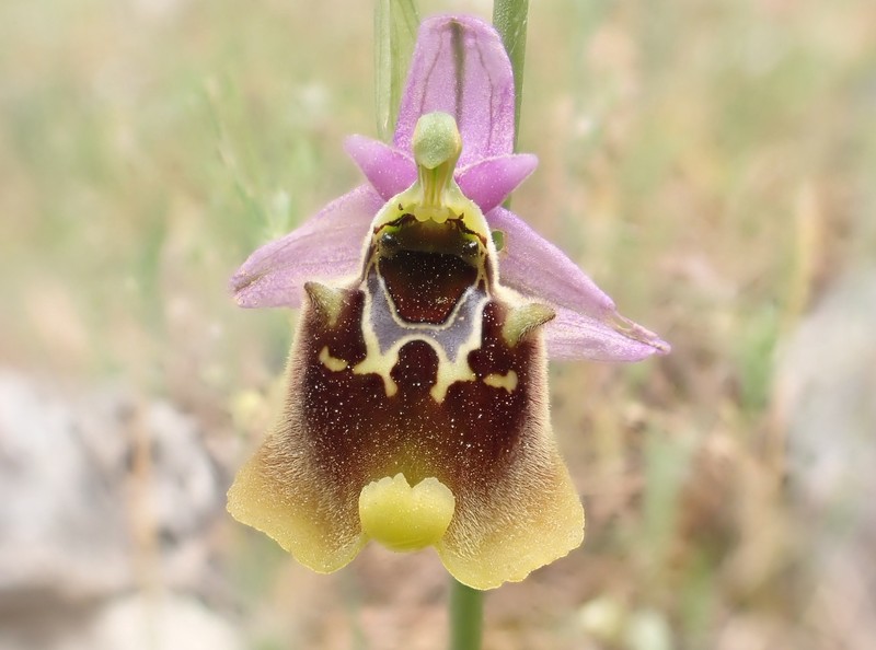 Ophrys holosericea subsp. oblita photo 4