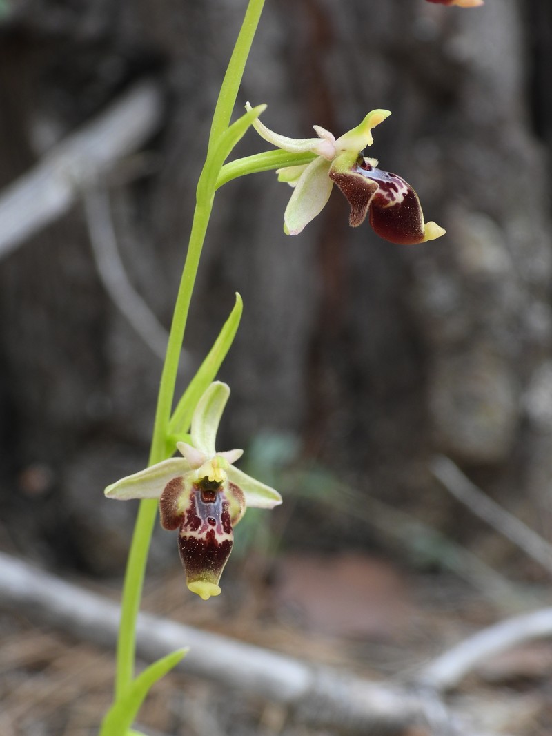 Ophrys scolopax subsp. isaura