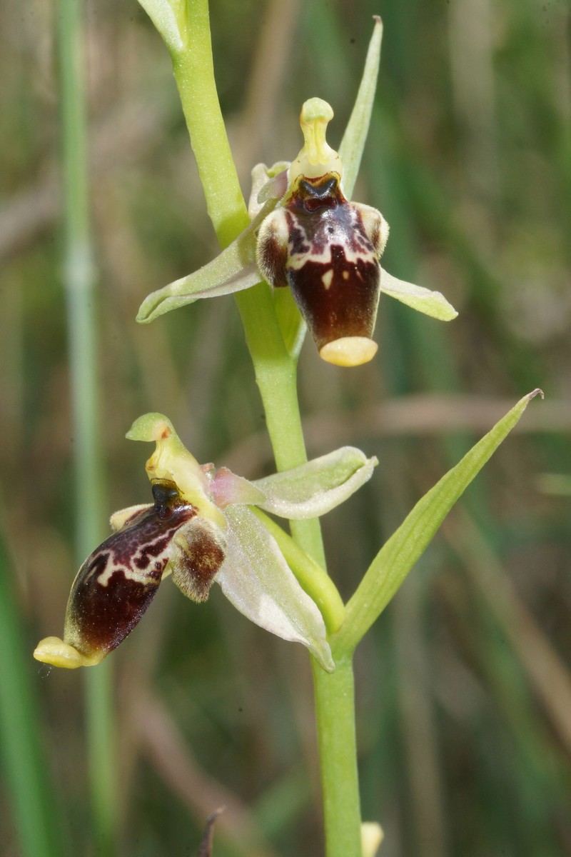 Ophrys scolopax subsp. isaura photo 2