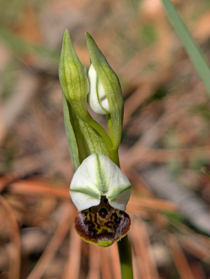 Ophrys scolopax subsp. philippi