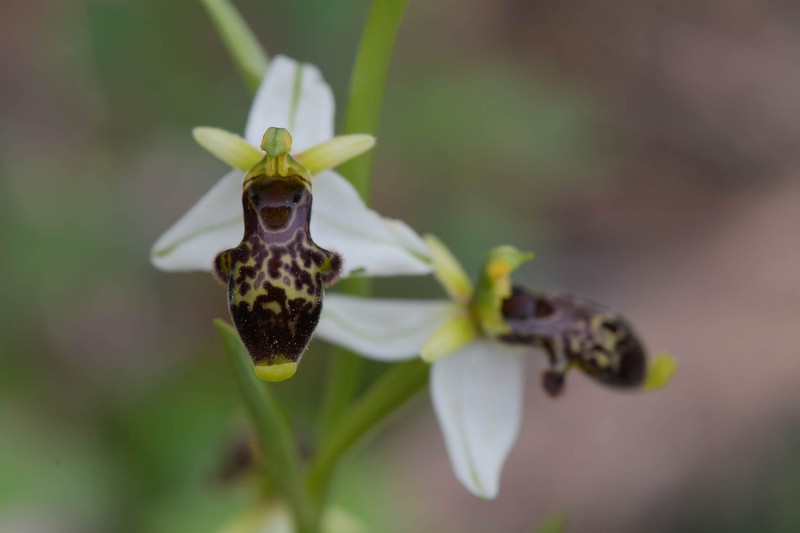 Ophrys scolopax subsp. philippi photo 2