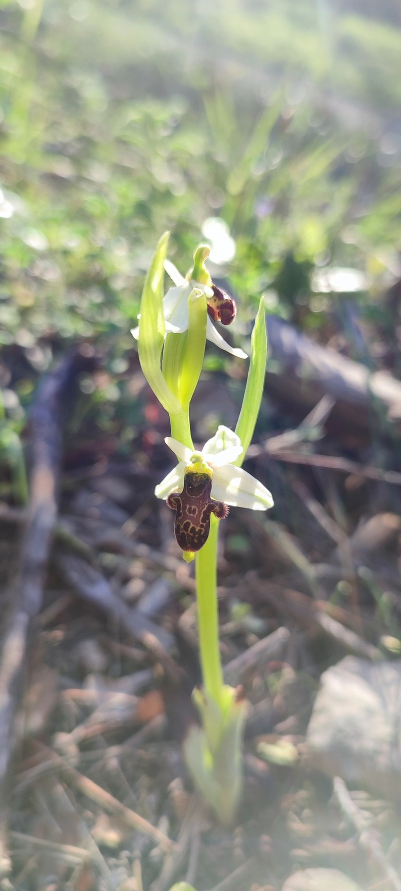Ophrys scolopax subsp. philippi photo 3