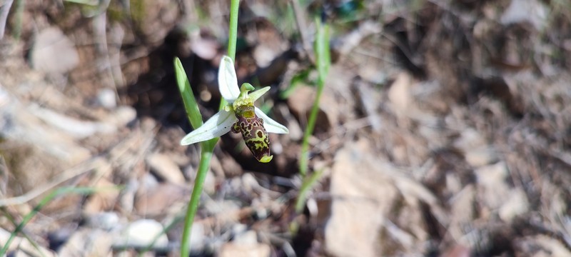 Ophrys scolopax subsp. philippi photo 4