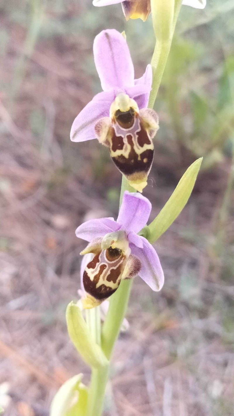 Ophrys scolopax subsp. phrygia