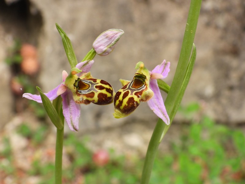 Ophrys scolopax subsp. phrygia photo 2