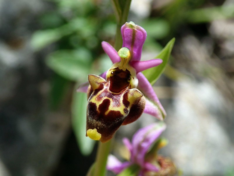 Ophrys scolopax subsp. phrygia photo 3