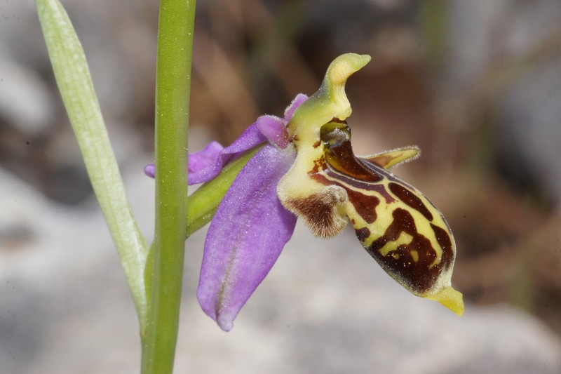 Ophrys scolopax subsp. phrygia photo 4