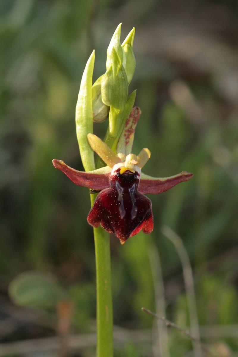 Ophrys sphegodes subsp. amanensis