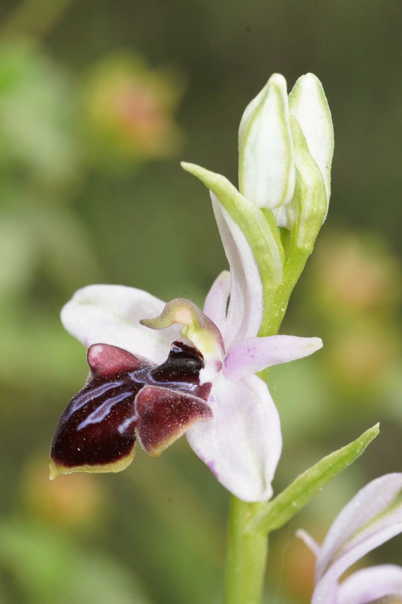 Ophrys sphegodes subsp. amanensis photo 2