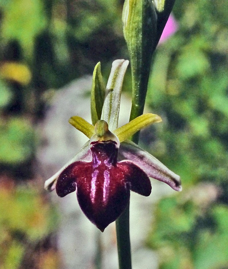 Ophrys sphegodes subsp. amanensis photo 3