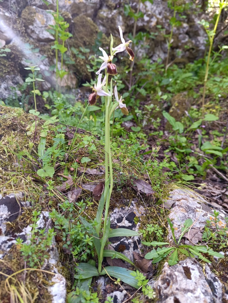 Ophrys sphegodes subsp. lycia