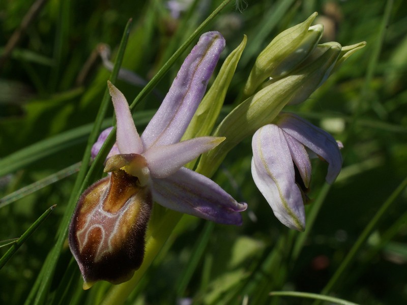 Ophrys sphegodes subsp. lycia photo 2