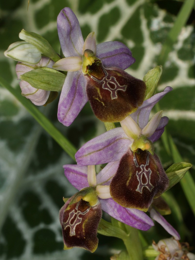 Ophrys sphegodes subsp. lycia photo 3