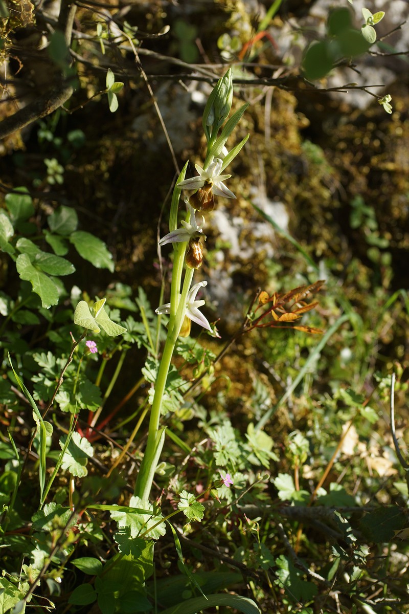 Ophrys sphegodes subsp. lycia photo 4