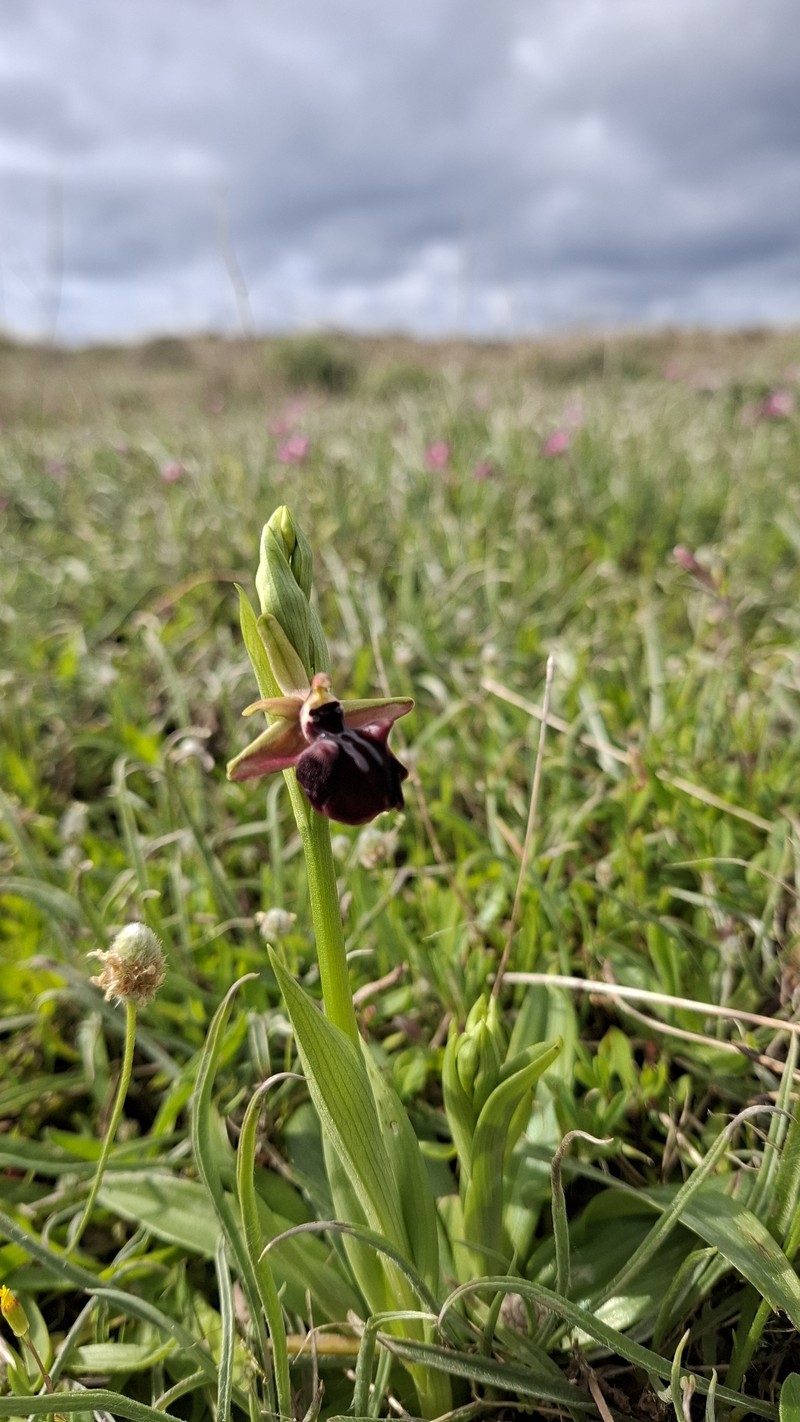 Ophrys sphegodes subsp. taurica photo 2