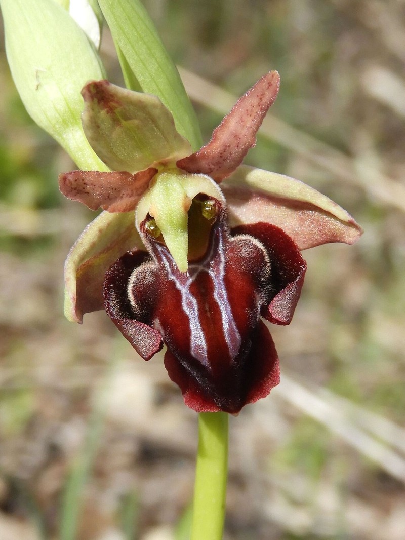 Ophrys sphegodes subsp. taurica photo 3