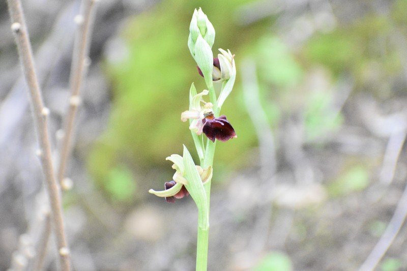 Ophrys sphegodes subsp. taurica photo 4