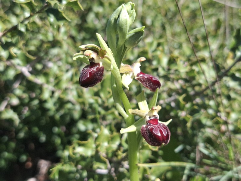 Ophrys sphegodes var. provincialis