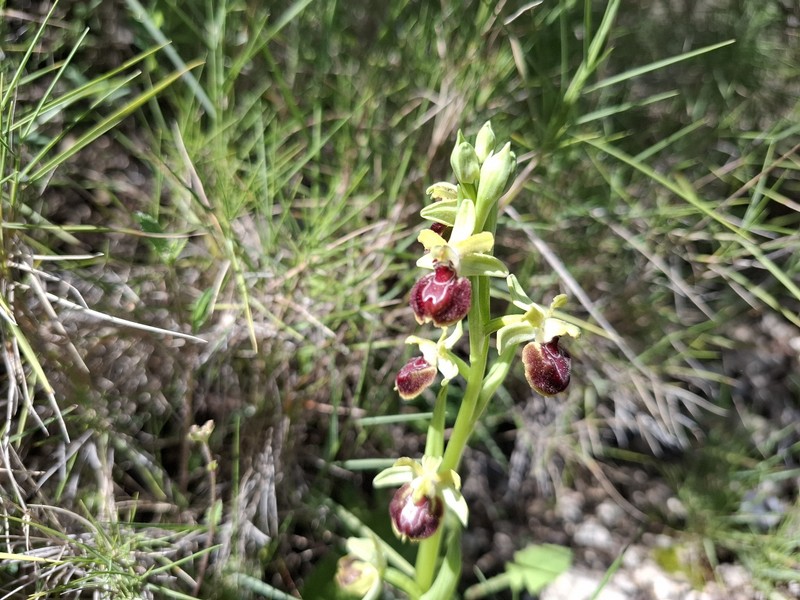 Ophrys sphegodes var. provincialis photo 2