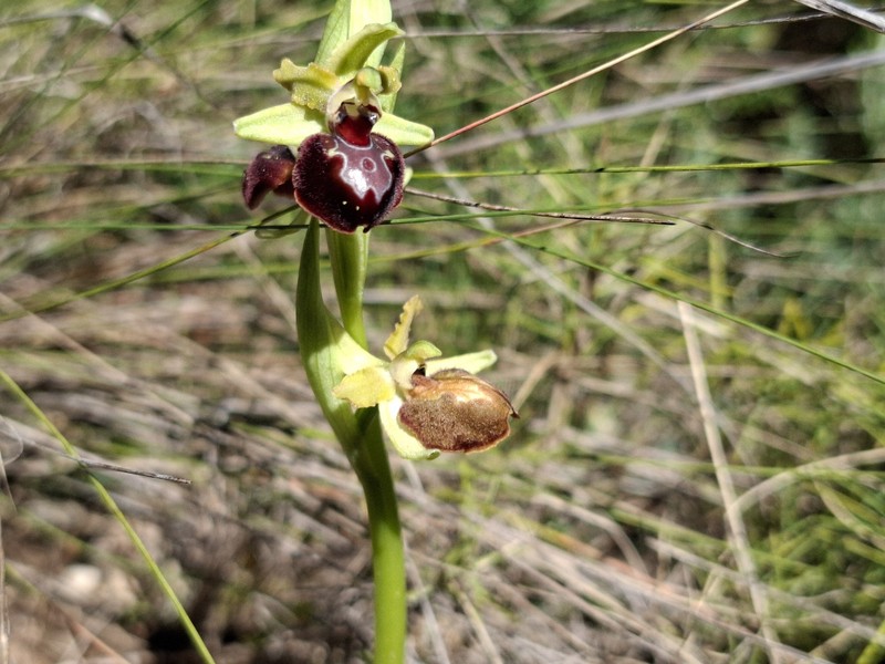 Ophrys sphegodes var. provincialis photo 3