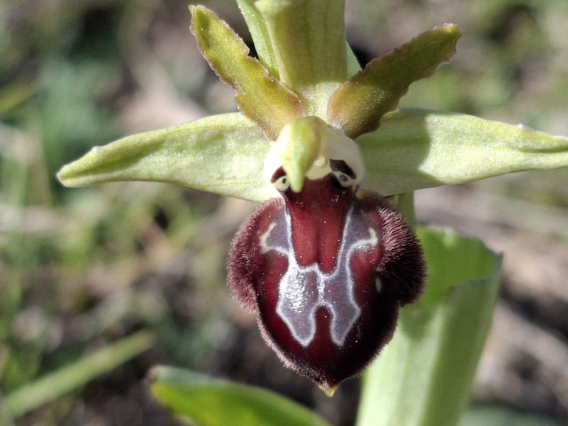 Ophrys sphegodes var. provincialis photo 4