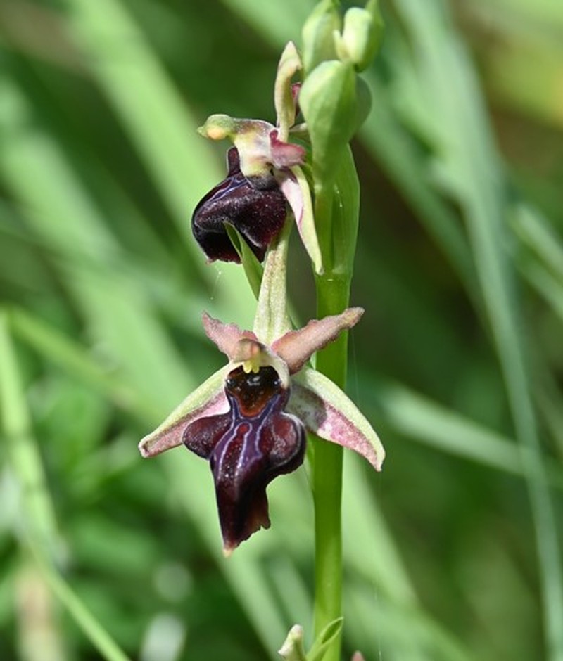 Ophrys sphegodes var. transhyrcana photo 2