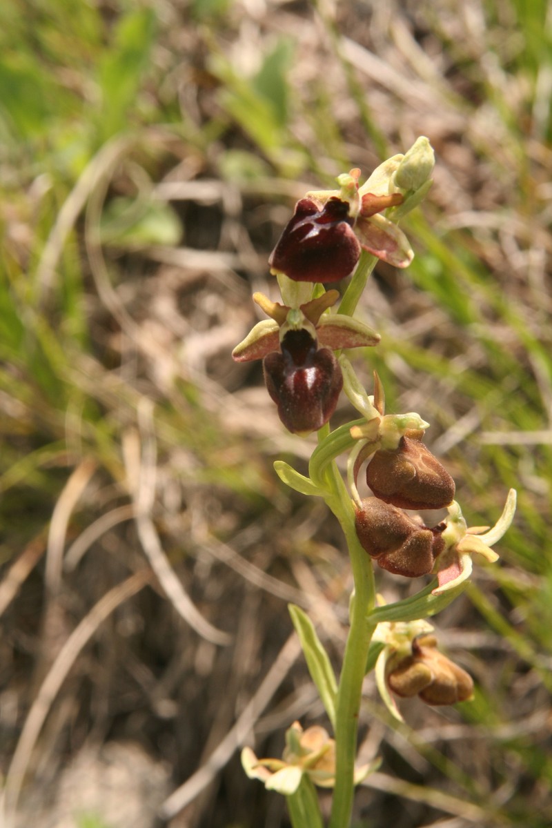 Ophrys sphegodes var. transhyrcana photo 3