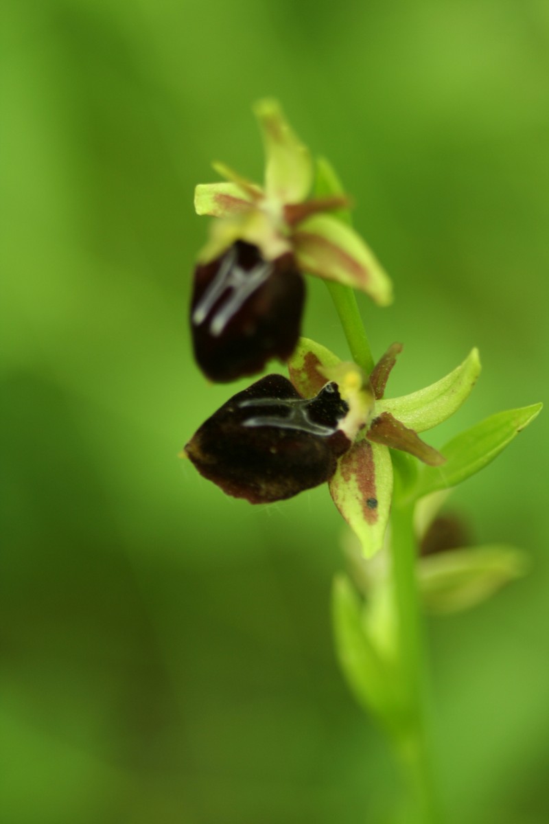 Ophrys sphegodes var. transhyrcana photo 4