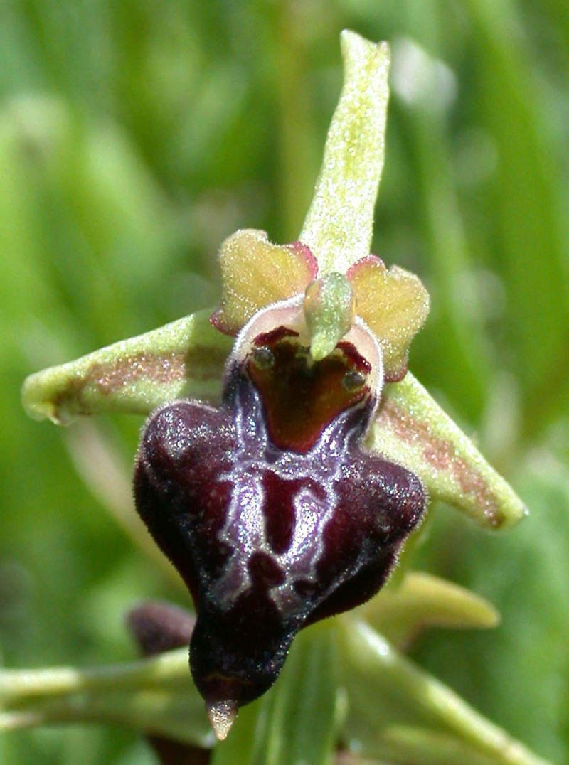 Ophrys sphegodes var. transhyrcana