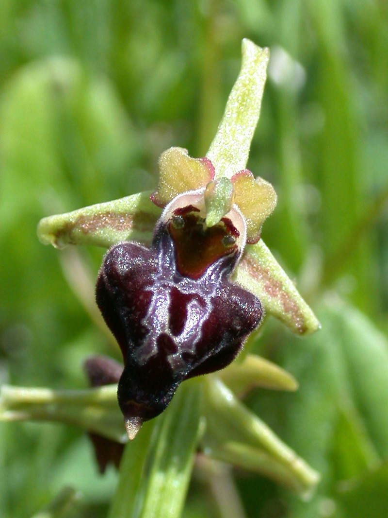 Ophrys sphegodes var. transhyrcana photo 5