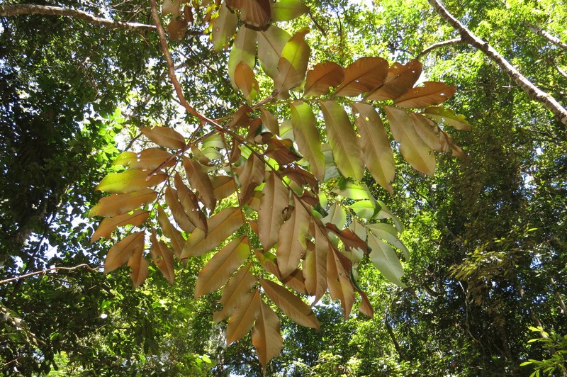 Opisthiolepis heterophylla photo 2