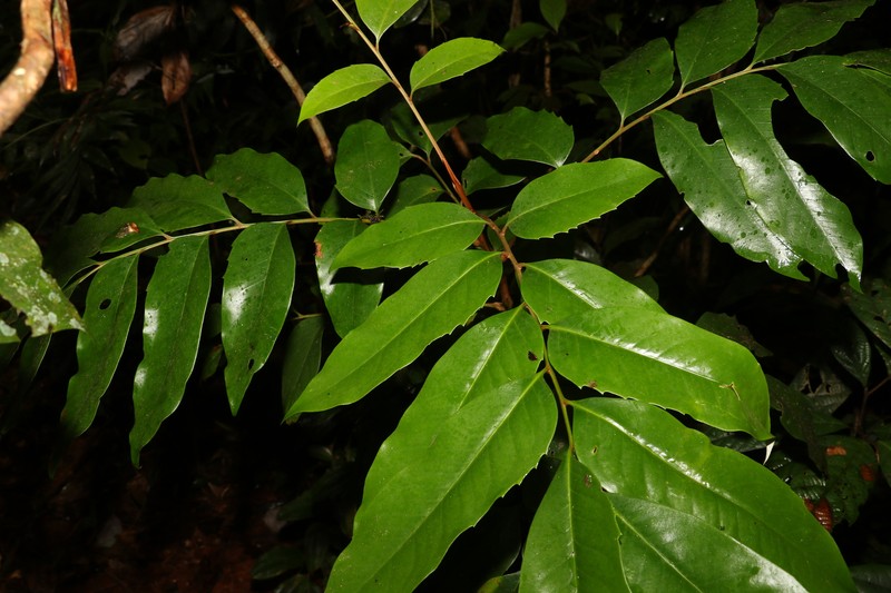 Opisthiolepis heterophylla photo 3