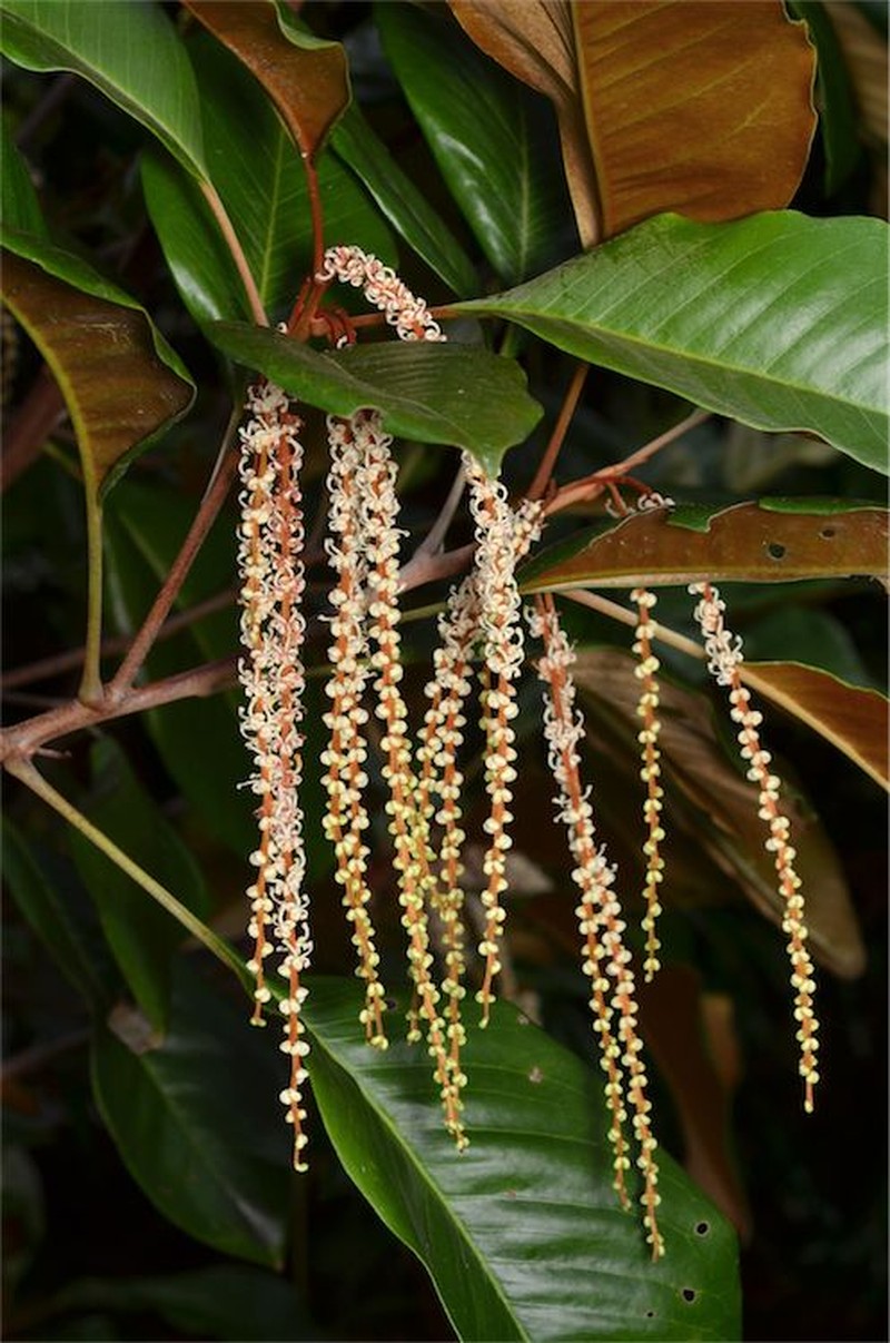 Opisthiolepis heterophylla photo 4