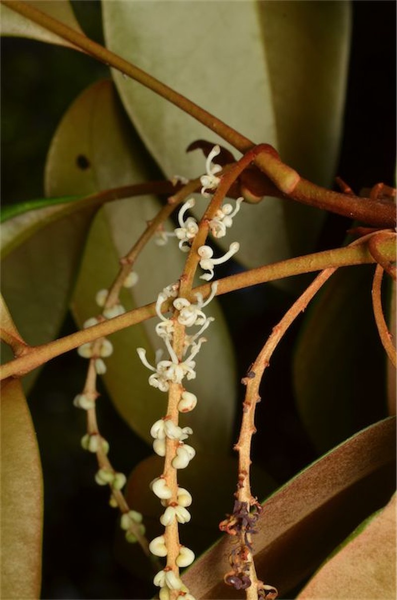 Opisthiolepis heterophylla photo 5