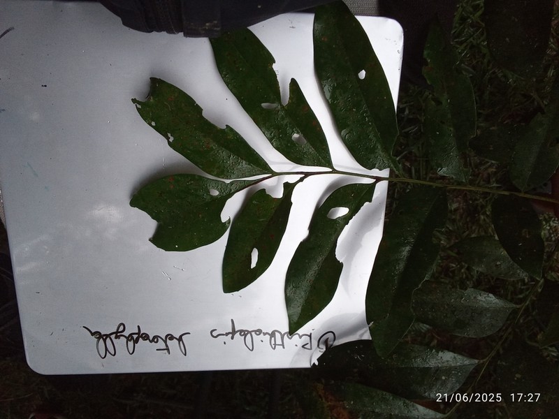 Opisthiolepis heterophylla photo 6