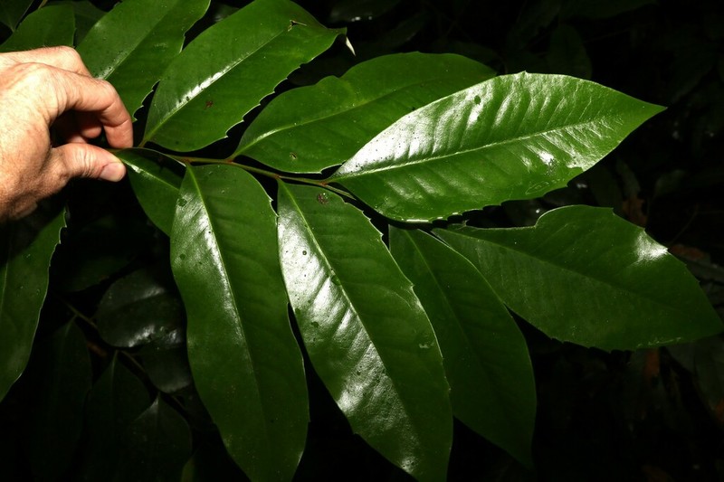 Opisthiolepis heterophylla photo 7