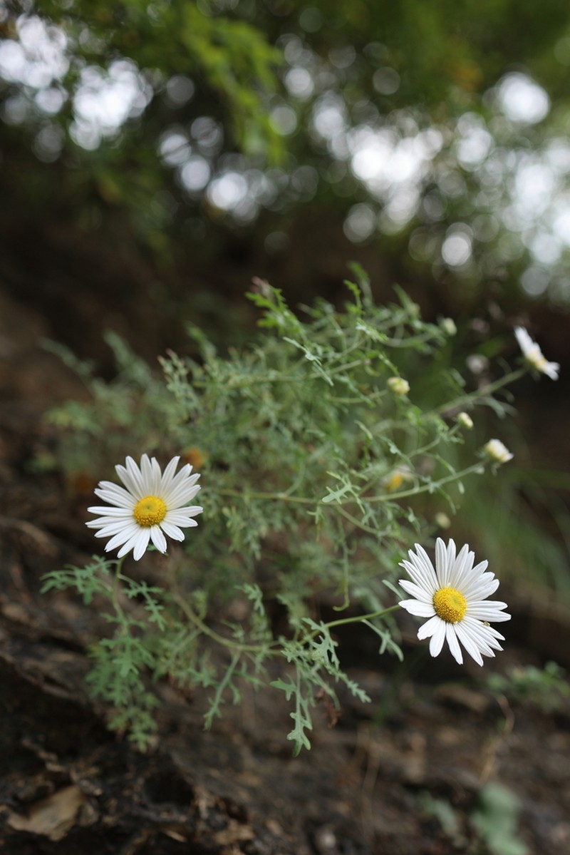 Opisthopappus taihangensis photo 2