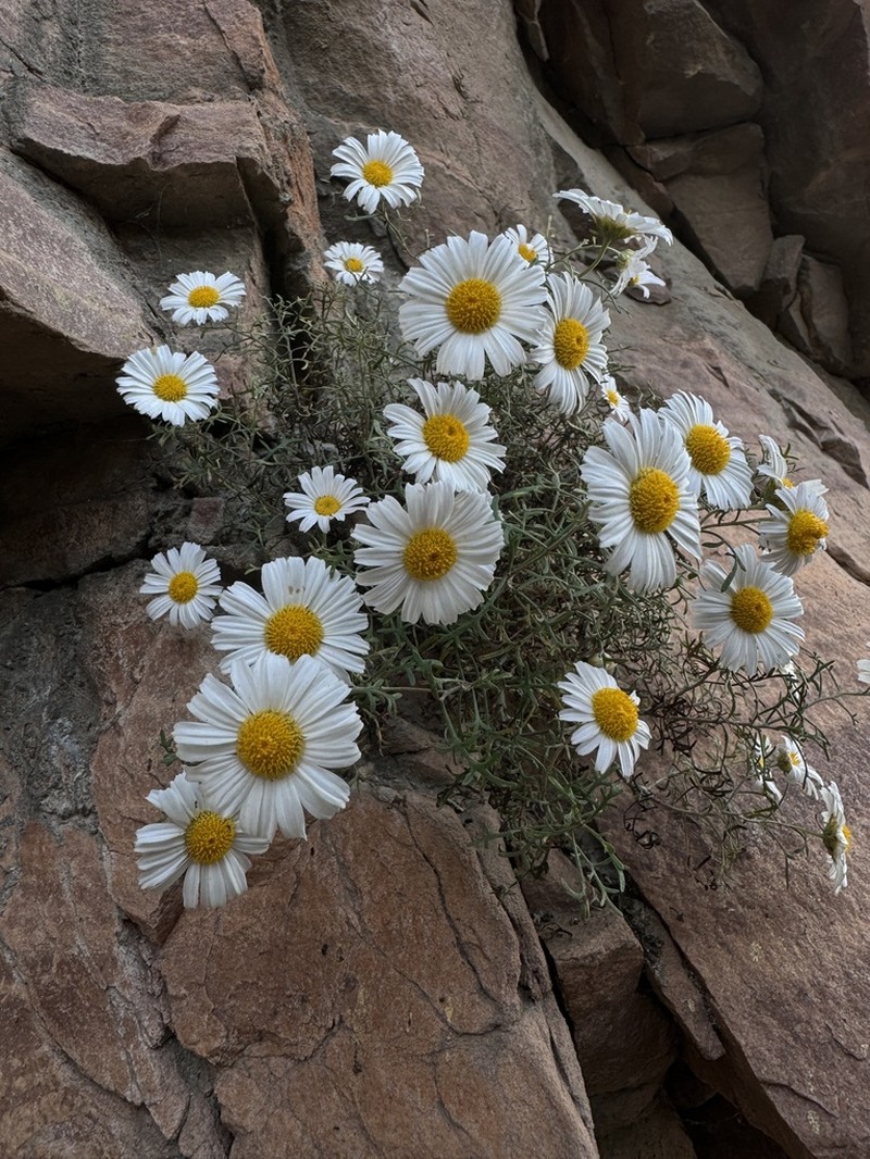 Opisthopappus taihangensis photo 3